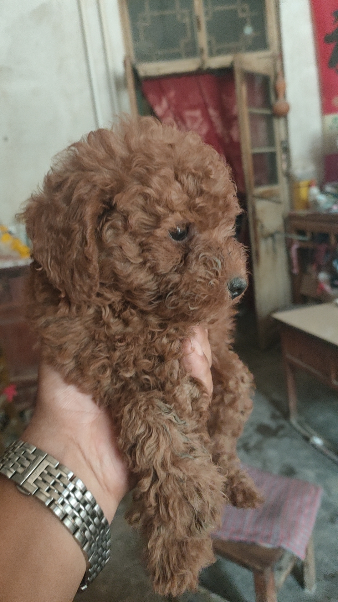 双血统犬，可办理身份证